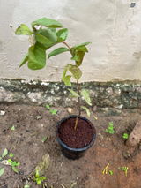 Neylok Virash review photo