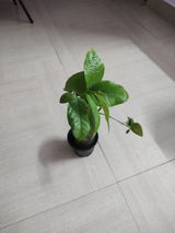 Umang Vekariya review photo