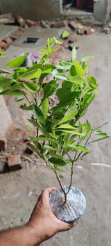 Viresh Kanani review photo