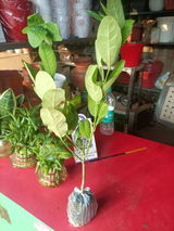Vihaan Londhe review photo