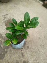 Samriddhi Kapse review photo