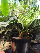 Eklavya Sarangi review photo