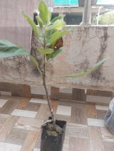 Pratyay Borthakur review photo