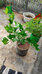 Lakshith Kharat review photo
