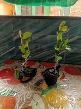 Nirvika Ambat review photo