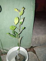 Rudranshil Talwar review photo
