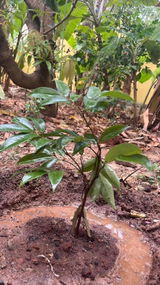Arohiya Nair review photo