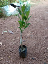 Devit Barua review photo