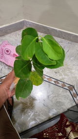 Rudraansh Bawdekar review photo