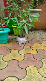 Jitu Gogoi review photo