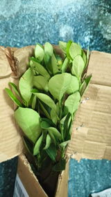 Shaurin Koduru review photo