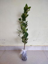 Devitra Panampilly review photo