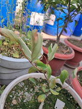 Meyansh Perumbeti review photo