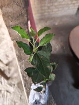 Varnika Kataria review photo