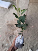 Ojas Bhandari review photo