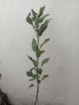 Ritom Kasat review photo
