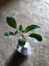 Aarna Moondra review photo
