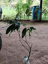 Divit Yadav review photo