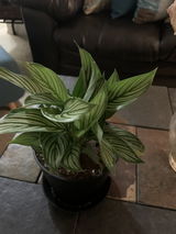 Rynata H. review photo