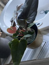 Nicole Kudler review photo