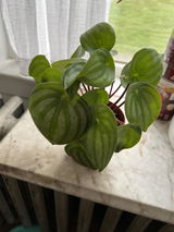 Nicole G review photo