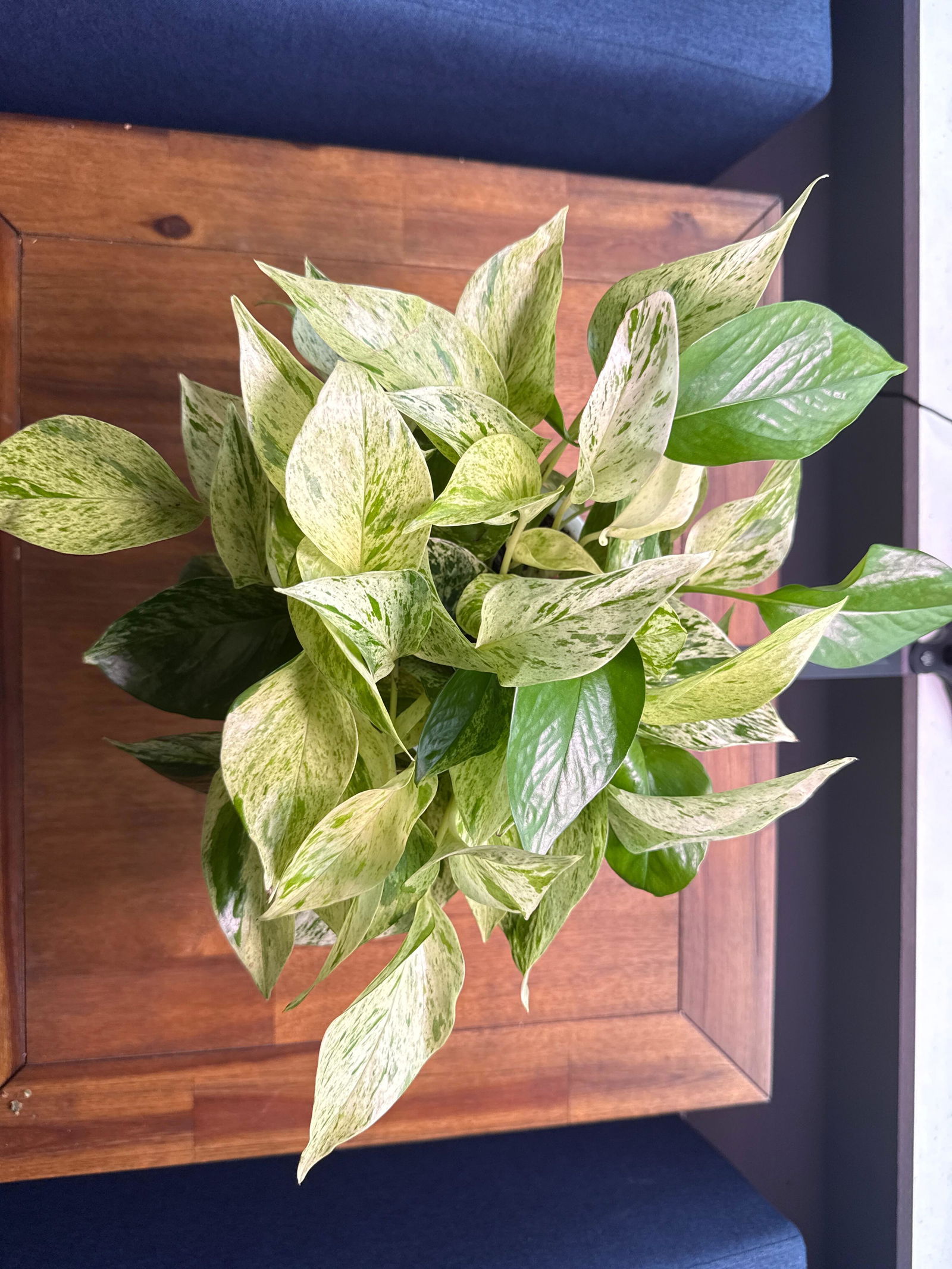 Buy Alocasia Micholitziana Frydek Variegated - 4 Pot | Li