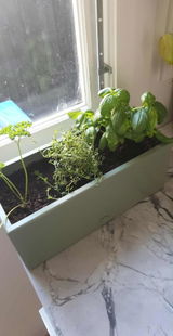 bench top baby | leafy green