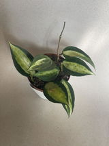 Roser Vallmajo Planellas review photo