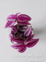 Iciar review photo