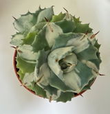 Lola Pison review photo