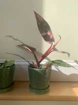 Etsy review photo