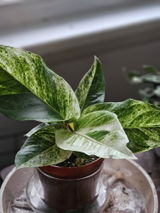 Etsy review photo