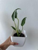 Etsy review photo