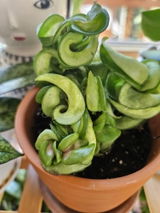 Etsy review photo