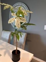 Etsy review photo