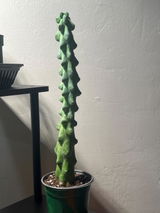 Etsy review photo