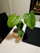 Etsy review photo