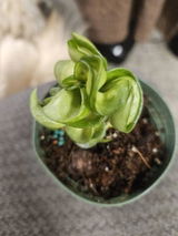 Etsy review photo