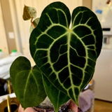 Etsy review photo