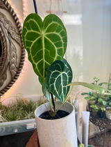 Etsy review photo