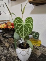 Etsy review photo