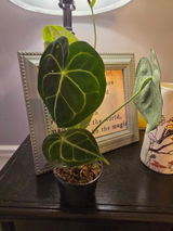 Etsy review photo