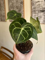 Etsy review photo