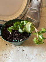 Etsy review photo