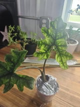 Etsy review photo