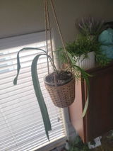 Etsy review photo