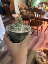 Etsy review photo
