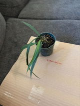 Etsy review photo