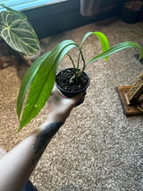 Etsy review photo