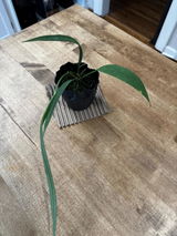 Etsy review photo